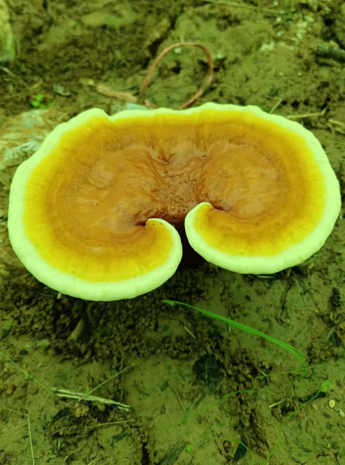 灵芝孢子粉的功效与主治功能多少钱一斤你务必要了解！