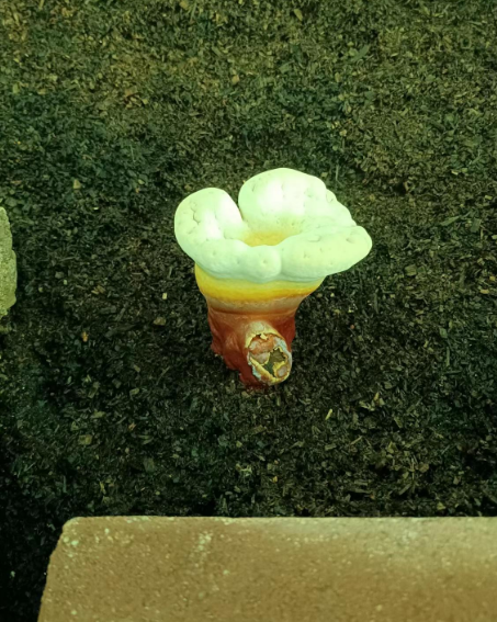 灵芝孢子粉的食用方法和用量你真的了解吗？