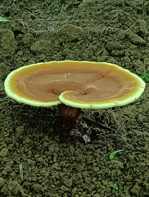 灵芝孢子粉鉴别攻略你知道吗？