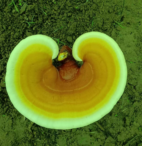 灵芝破壁孢子粉多少钱一盒?   务必了解