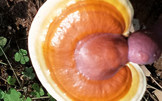 为什么服用灵芝孢子油要看其颜值？