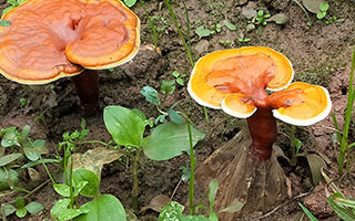 灵芝和灵芝孢子粉的区别在哪里