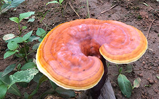 灵芝孢子粉有什么作用？