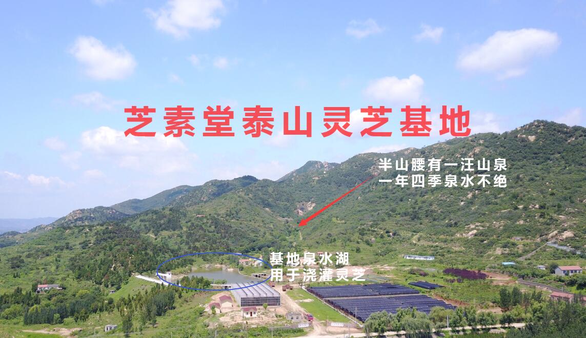 什么样的灵芝孢子粉才是好的灵芝孢子粉？
