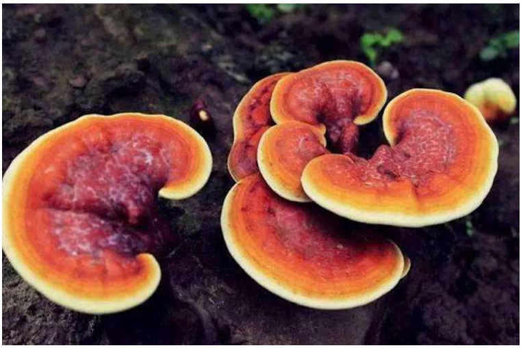 老年人吃灵芝孢子粉有什么好处？