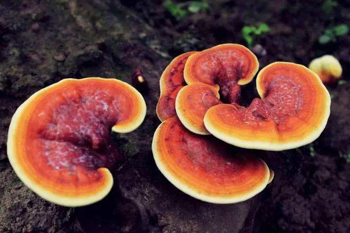 野生灵芝和人工灵芝区别效果在哪里？哪种灵芝效果好？