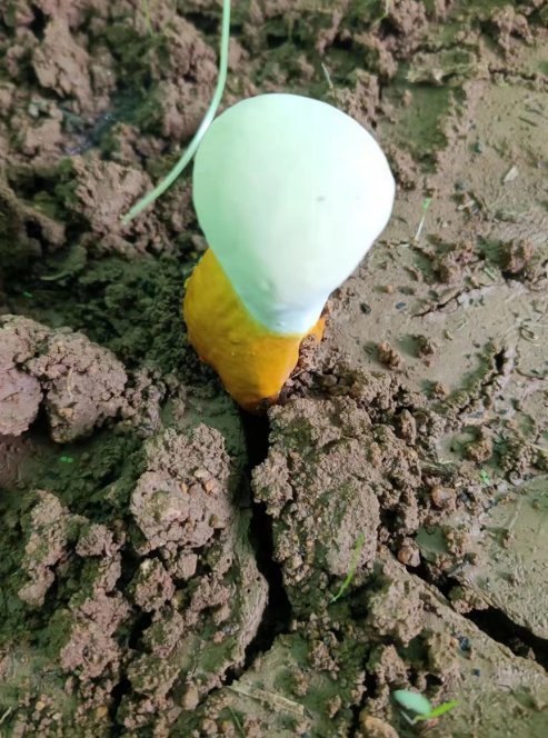 高血压能吃灵芝孢子粉的功效与作用你知道吗？