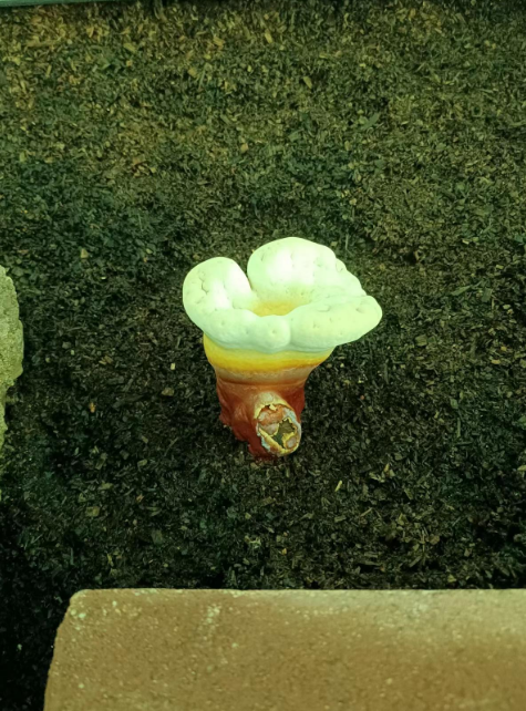 正宗灵芝孢子粉的味道如何？你一定要会选择