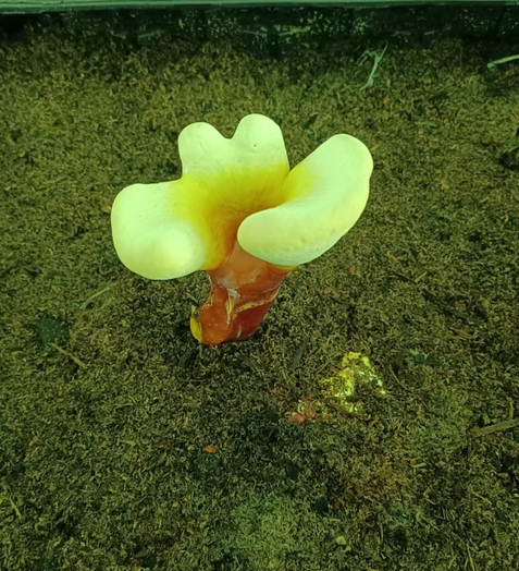 灵芝孢子粉对肝脏的作用怎么样呢？
