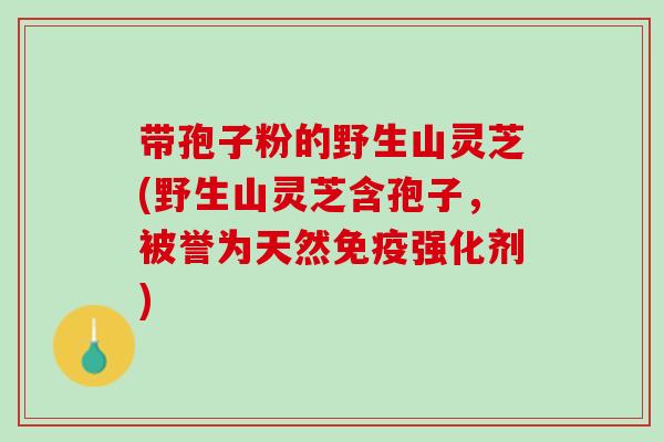 带孢子粉的野生山灵芝(野生山灵芝含孢子，被誉为天然免疫强化剂)