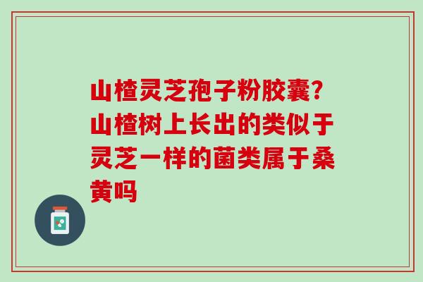 山楂灵芝孢子粉胶囊？山楂树上长出的类似于灵芝一样的菌类属于桑黄吗