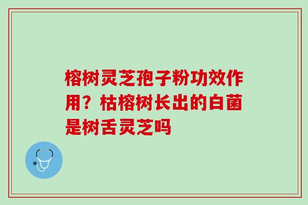 榕树灵芝孢子粉功效作用？枯榕树长出的白菌是树舌灵芝吗