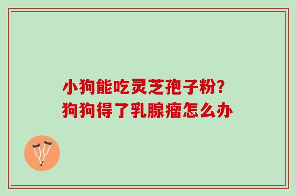 小狗能吃灵芝孢子粉？狗狗得了乳腺瘤怎么办