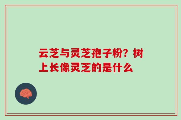 云芝与灵芝孢子粉？树上长像灵芝的是什么