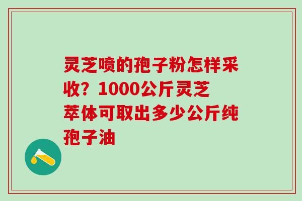 灵芝喷的孢子粉怎样采收？1000公斤灵芝萃体可取出多少公斤纯孢子油