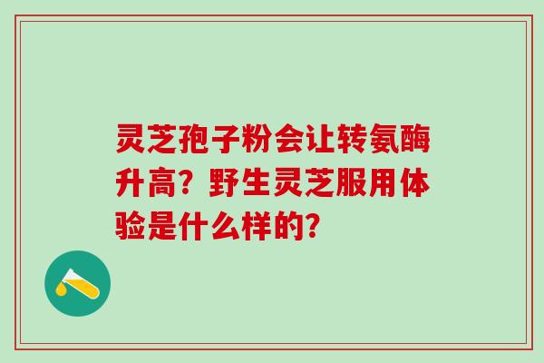 灵芝孢子粉会让转氨酶升高？野生灵芝服用体验是什么样的？