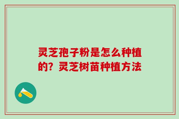 灵芝孢子粉是怎么种植的？灵芝树苗种植方法