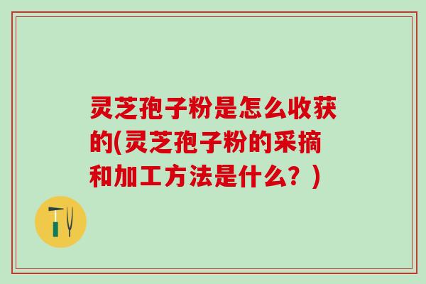 灵芝孢子粉是怎么收获的(灵芝孢子粉的采摘和加工方法是什么？)