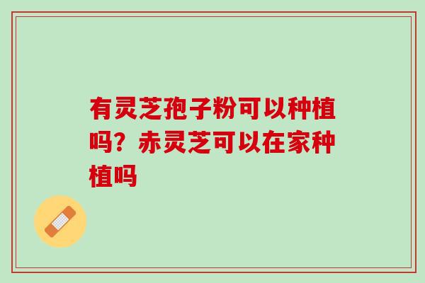 有灵芝孢子粉可以种植吗？赤灵芝可以在家种植吗