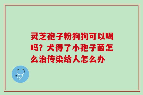 灵芝孢子粉狗狗可以喝吗?犬得了小孢子菌怎么传染给人怎么办 灵芝孢子粉狗狗可以喝吗?犬得了小孢子菌怎么传染给人怎么办