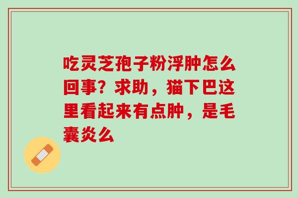 吃灵芝孢子粉浮肿怎么回事？求助，猫下巴这里看起来有点肿，是毛囊炎么