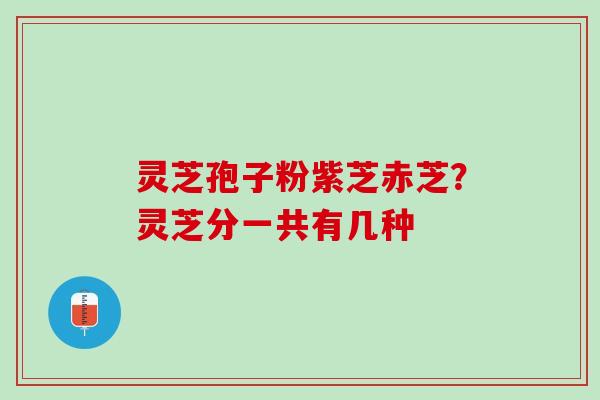 灵芝孢子粉紫芝赤芝？灵芝分一共有几种