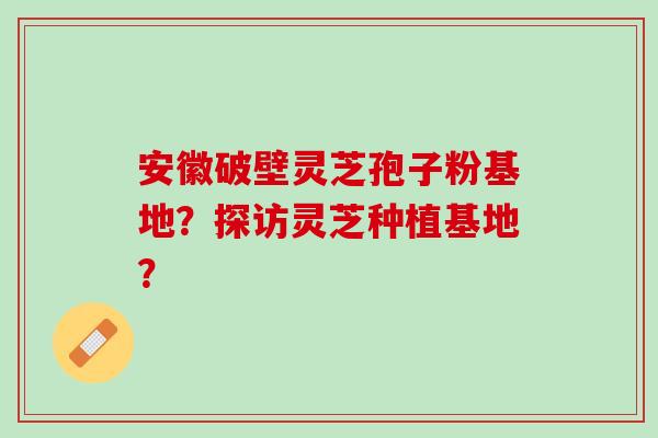 安徽破壁灵芝孢子粉基地？探访灵芝种植基地？