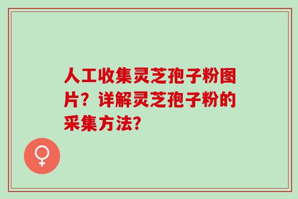 人工收集灵芝孢子粉图片？详解灵芝孢子粉的采集方法？