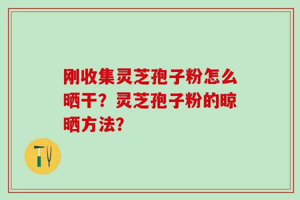 刚收集灵芝孢子粉怎么晒干？灵芝孢子粉的晾晒方法？