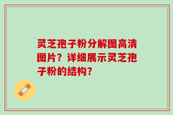 灵芝孢子粉分解图高清图片？详细展示灵芝孢子粉的结构？