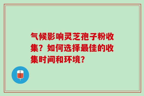 气候影响灵芝孢子粉收集？如何选择最佳的收集时间和环境？