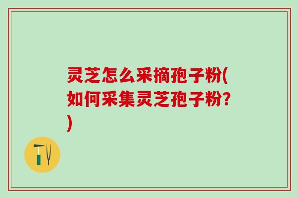 灵芝怎么采摘孢子粉(如何采集灵芝孢子粉？)
