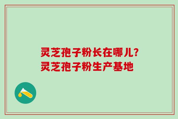 灵芝孢子粉长在哪儿？灵芝孢子粉生产基地