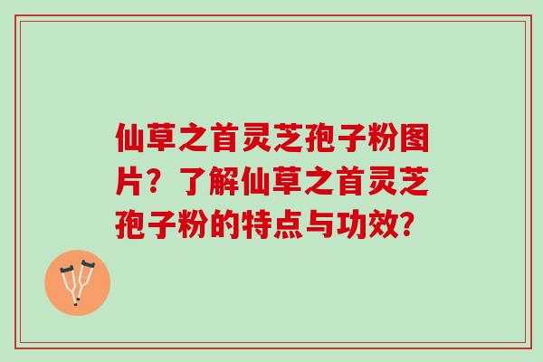 仙草之首灵芝孢子粉图片？了解仙草之首灵芝孢子粉的特点与功效？