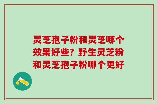 灵芝孢子粉和灵芝哪个效果好些?野生灵芝粉和灵芝孢子粉哪个更好 灵芝孢子粉和灵芝哪个效果好些?野生灵芝粉和灵芝孢子粉哪个更好