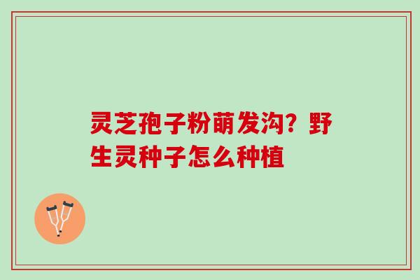 灵芝孢子粉萌发沟?野生灵种子怎么种植 灵芝孢子粉萌发沟?野生灵种子怎么种植