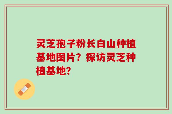 灵芝孢子粉长白山种植基地图片?探访灵芝种植基地? 灵芝孢子粉长白山种植基地图片?探访灵芝种植基地?