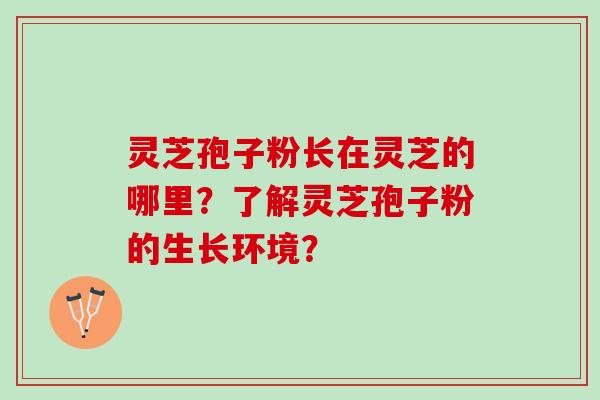 灵芝孢子粉长在灵芝的哪里?了解灵芝孢子粉的生长环境? 灵芝孢子粉长在灵芝的哪里?了解灵芝孢子粉的生长环境?