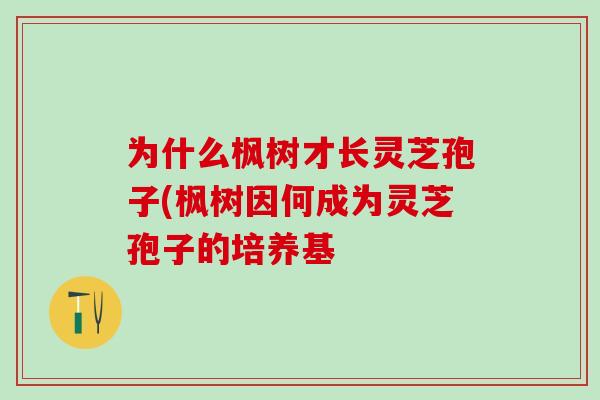 为什么枫树才长灵芝孢子(枫树因何成为灵芝孢子的培养基