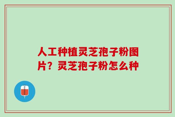人工种植灵芝孢子粉图片?灵芝孢子粉怎么种 人工种植灵芝孢子粉图片?灵芝孢子粉怎么种