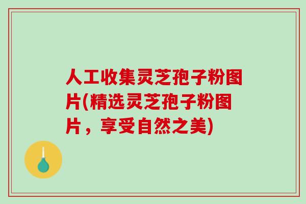 人工收集灵芝孢子粉图片(精选灵芝孢子粉图片，享受自然之美)