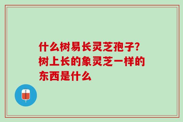 什么树易长灵芝孢子?树上长的象灵芝一样的东西是什么 什么树易长灵芝孢子?树上长的象灵芝一样的东西是什么