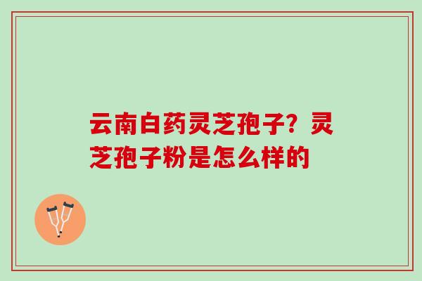 云南白药灵芝孢子？灵芝孢子粉是怎么样的