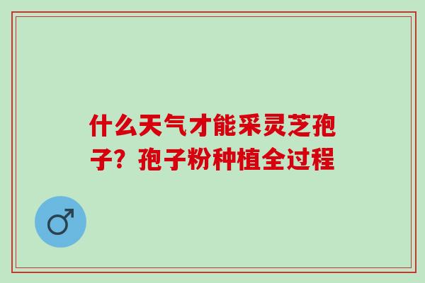 什么天气才能采灵芝孢子?孢子粉种植全过程 什么天气才能采灵芝孢子?孢子粉种植全过程
