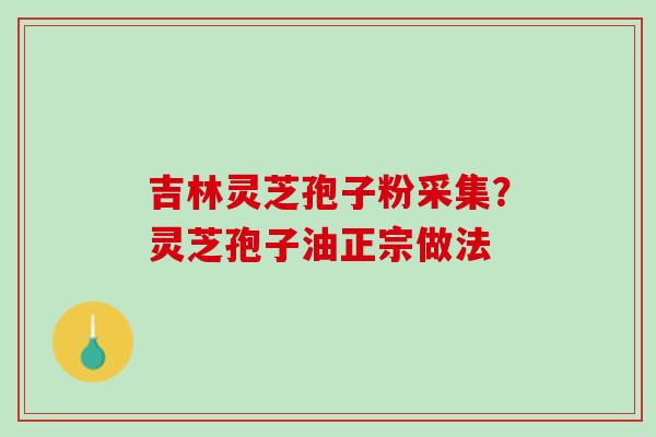 吉林灵芝孢子粉采集？灵芝孢子油正宗做法