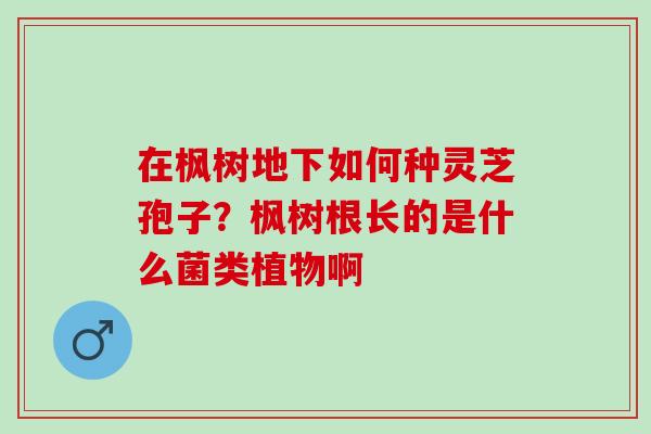 在枫树地下如何种灵芝孢子？枫树根长的是什么菌类植物啊