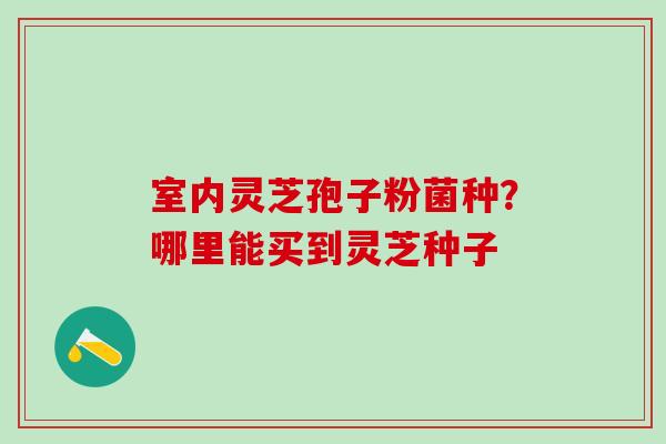 室内灵芝孢子粉菌种?哪里能买到灵芝种子 室内灵芝孢子粉菌种?哪里能买到灵芝种子