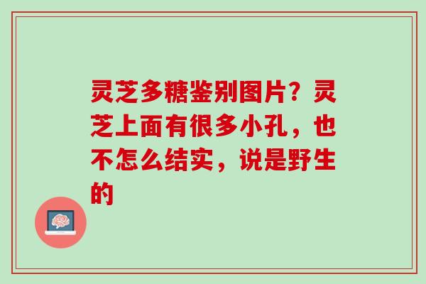 灵芝多糖鉴别图片？灵芝上面有很多小孔，也不怎么结实，说是野生的