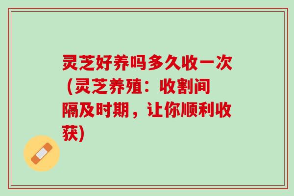 灵芝好养吗多久收一次 (灵芝养殖：收割间隔及时期，让你顺利收获)