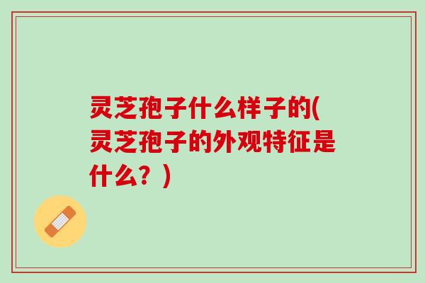 灵芝孢子什么样子的(灵芝孢子的外观特征是什么?) 灵芝孢子什么样子的(灵芝孢子的外观特征是什么?)